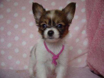 パピヨン【長崎県・男の子・2017年5月9日・レッド&ホワイト】の写真「小振りでとてもおとなしい男の子」