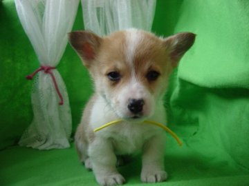 ウェルシュ・コーギー・ペンブローク【長崎県・男の子・2015年12月3日・レッド&ホワイト】の写真「元気でかわいい男の子」