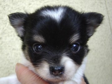 チワワ(ロング)【長崎県・男の子・2014年1月29日・ブラックタンホワイト】の写真「元気いっぱいで可愛い」