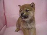 柴犬(標準サイズ)【長崎県・女の子・2015年3月4日・赤】の写真3