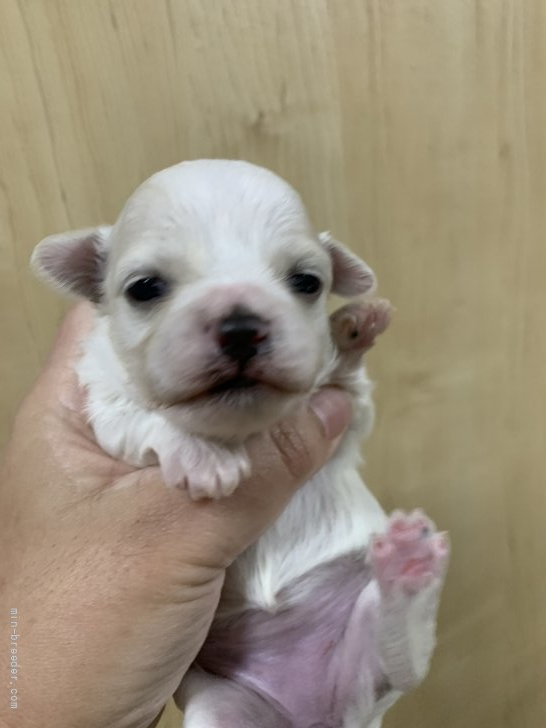 田本美佐ブリーダーのブログ：みんなお目々が開きました🥰