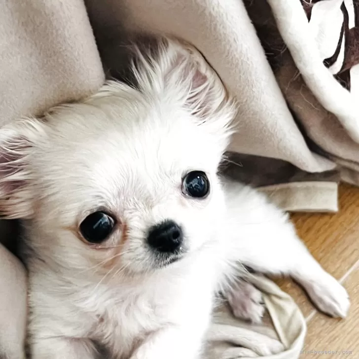 ID:2504-02132の子犬