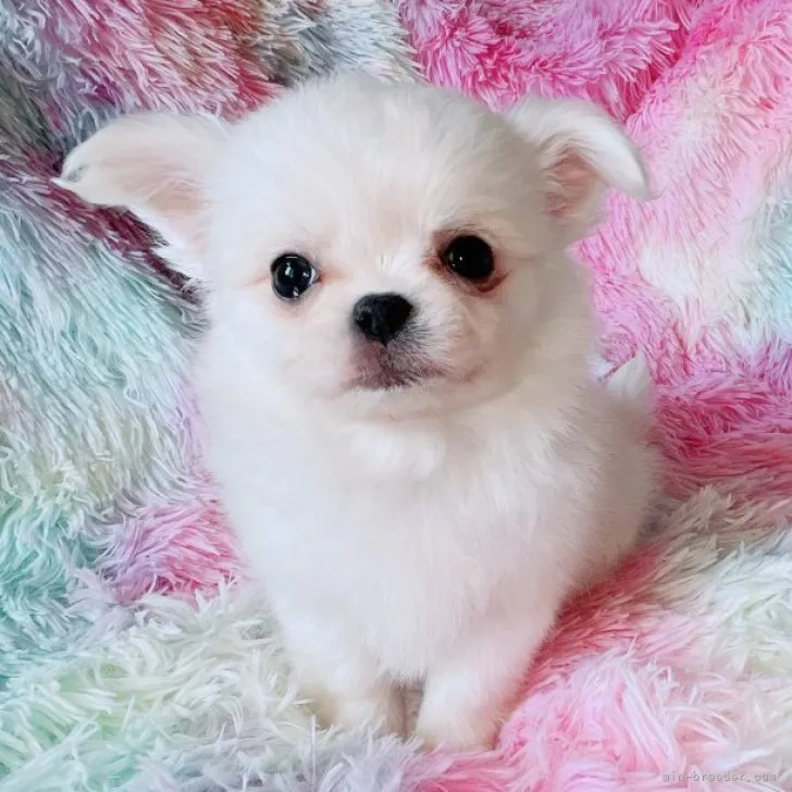 ID:2302-00272の子犬