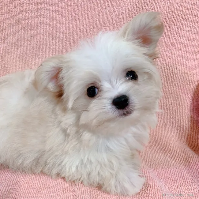 ID：2001-01377の子犬