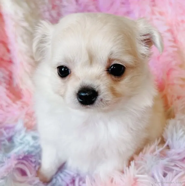 ID：2303-00302の子犬