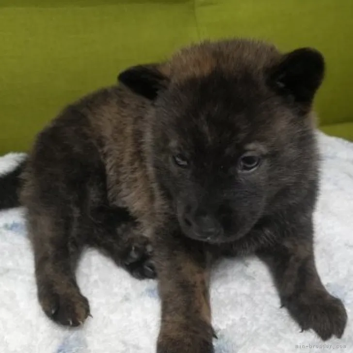 ID:2308-04247の子犬