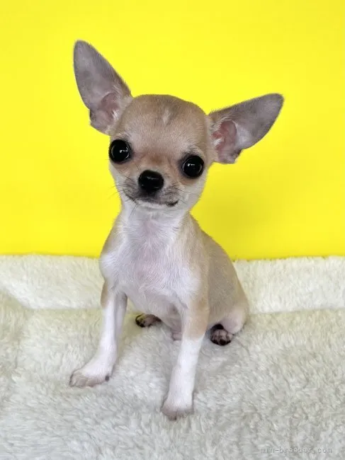 ID：2201-01436の子犬