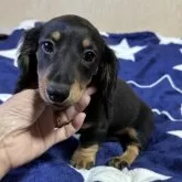 ミニチュアダックスフンド(ロング)【宮崎県・男の子・2024年12月7日・ブラックタン】の写真10