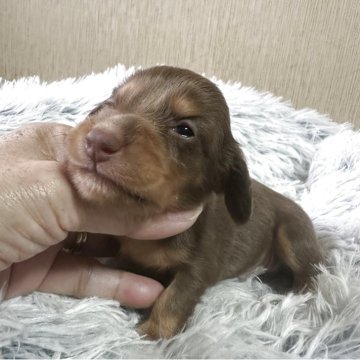 ミニチュアダックスフンド(ロング)【宮崎県・男の子・2025年9月8日・チョコレートタン】の写真「可愛い男の子です♡♡」
