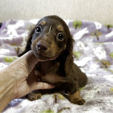 ミニチュアダックスフンド(ロング)【宮崎県・男の子・2025年9月17日・チョコレートタン】の写真「可愛い男の子です❤️」