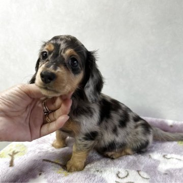 ミニチュアダックスフンド(ロング)【宮崎県・女の子・2025年8月15日・シルバーダップル】の写真「可愛い女の子です❤️」