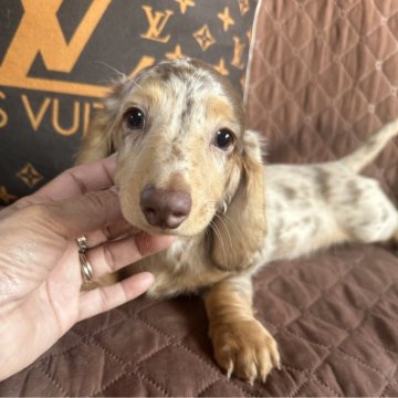 ミニチュアダックスフンド(ロング)【宮崎県・男の子・2025年1月29日・チョコレートダップル】の写真「可愛い男の子です♡♡」