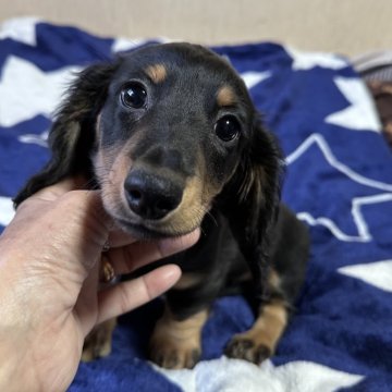 ミニチュアダックスフンド(ロング)【宮崎県・男の子・2024年12月7日・ブラックタン】の写真「可愛い男の子です💕」