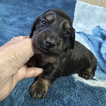 ミニチュアダックスフンド(ロング)【宮崎県・女の子・2025年11月17日・ブラックタン】の写真「可愛い女の子です♡♡」