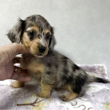 ミニチュアダックスフンド(ロング)【宮崎県・女の子・2025年8月15日・シルバーダップル】の写真「可愛い女の子です❤️」