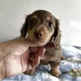 ミニチュアダックスフンド(ロング)【宮崎県・女の子・2025年5月15日・チョコレートタン】の写真1