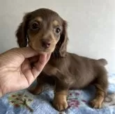 ミニチュアダックスフンド(ロング)【宮崎県・女の子・2025年5月15日・チョコレートタン】の写真3