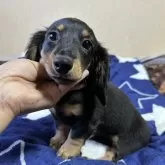 ミニチュアダックスフンド(ロング)【宮崎県・男の子・2024年12月7日・ブラックタン】の写真7