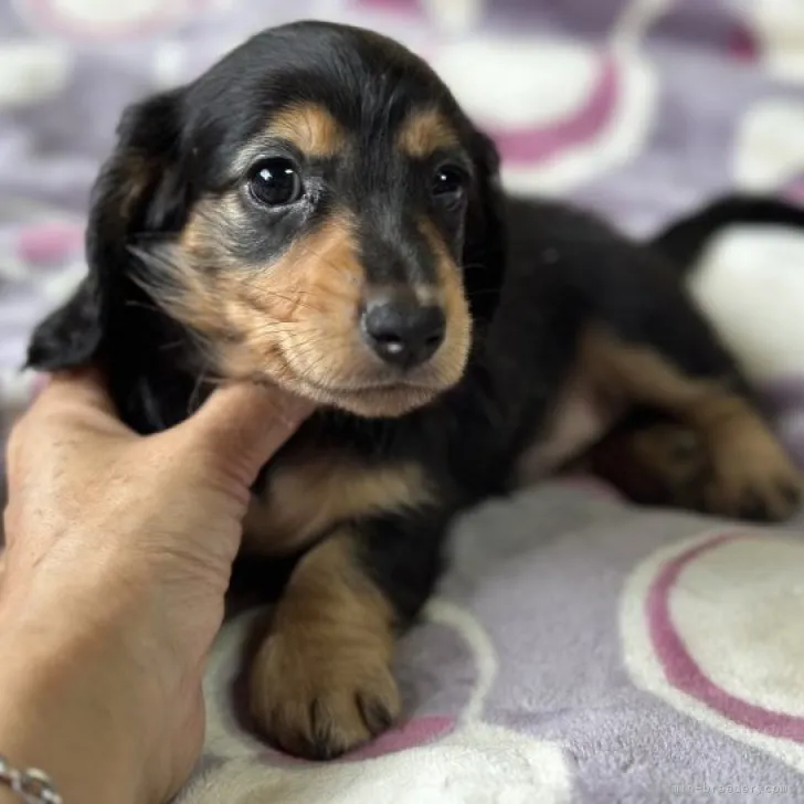 ID：2308-00910の子犬