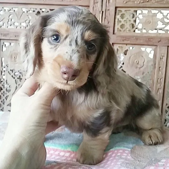 ID:1603-00801の子犬