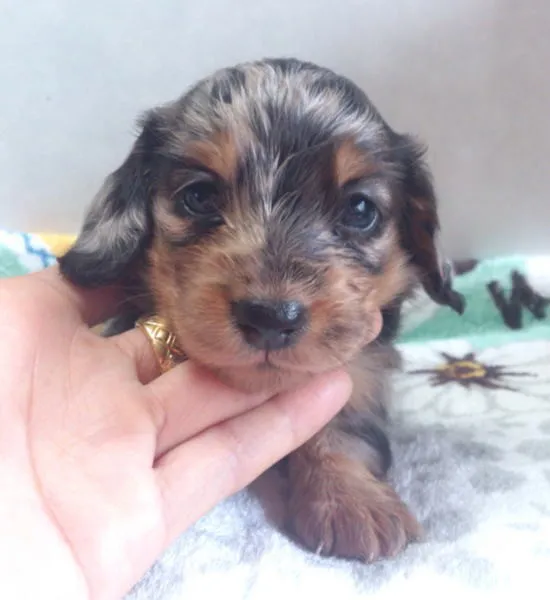 ID：1306-00502の子犬
