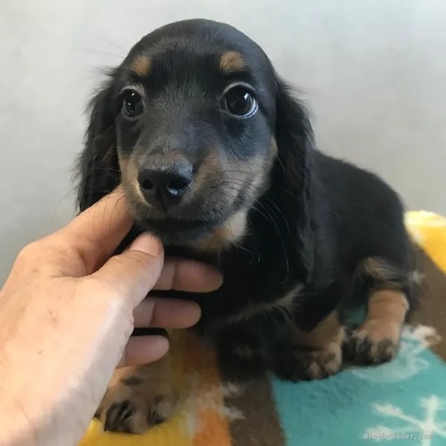 ID：2003-00766の子犬