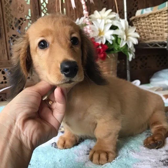 ID：1905-02604の子犬