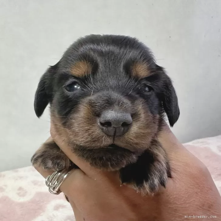 ID:2312-04524の子犬