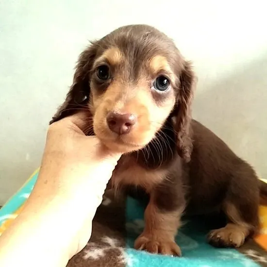 ID：1504-00750の子犬