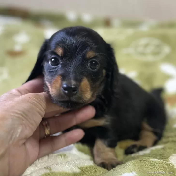 N.I 様のお迎えした子犬