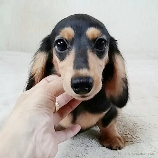 ID:1504-01344の子犬
