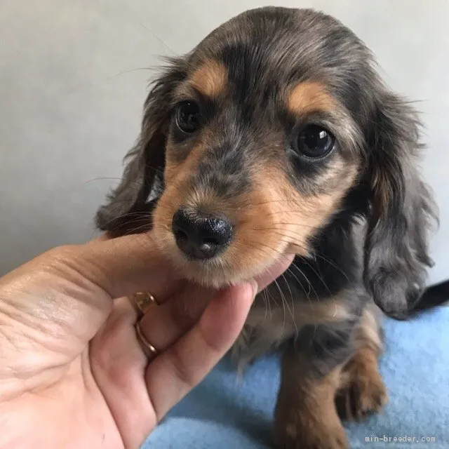 ID：1905-00400の子犬