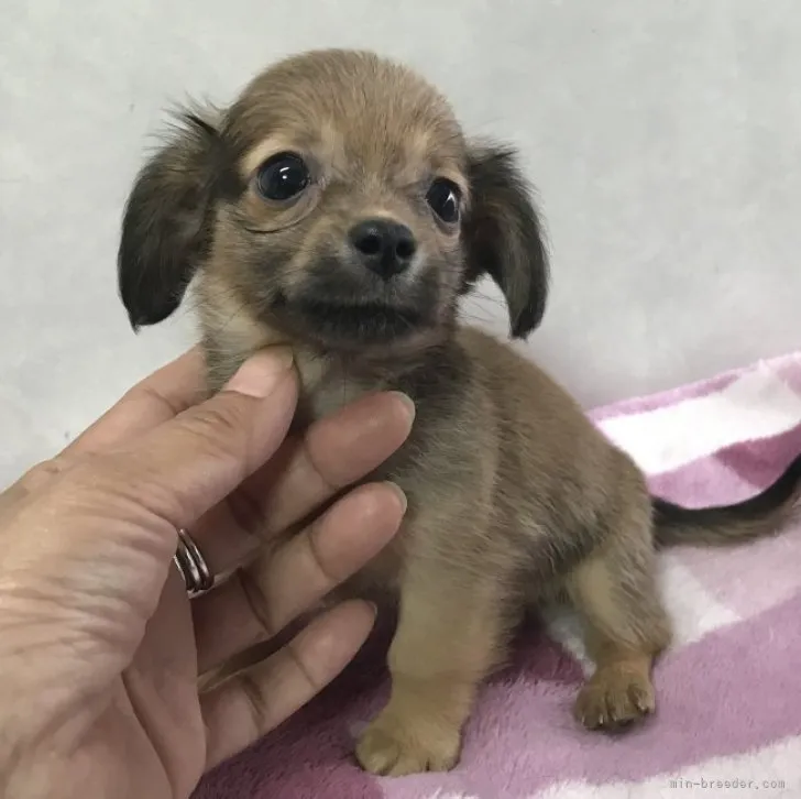 ID：2302-04207の子犬