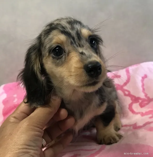 ID:2108-03802の子犬