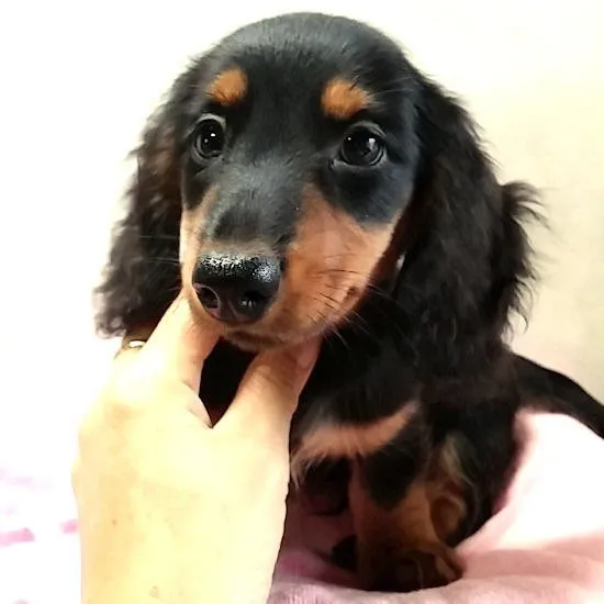 ID:1504-01096の子犬