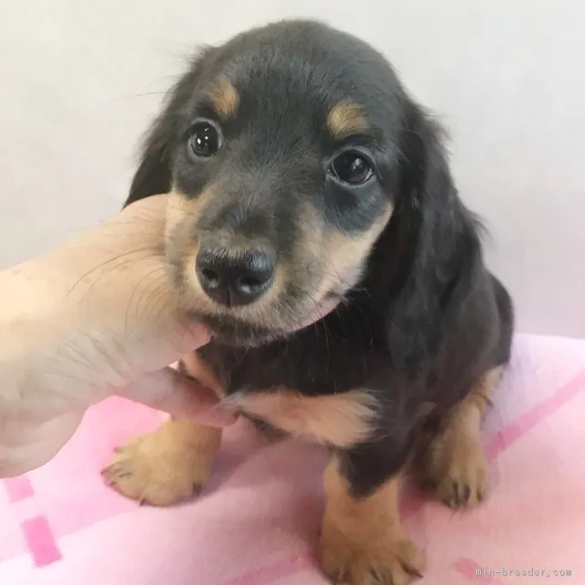 ID:1802-01875の子犬