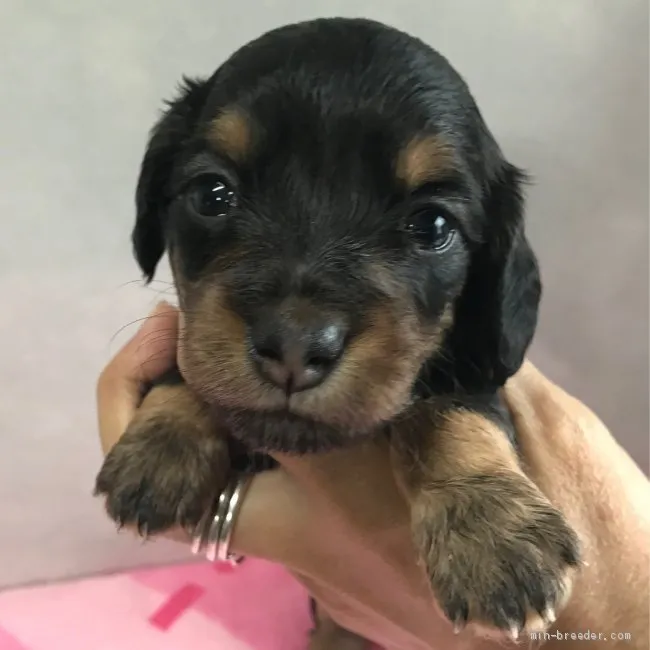 ID:2009-02894の子犬