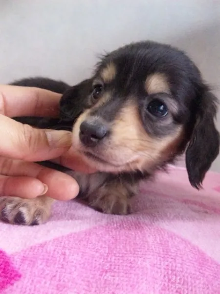 ID:1303-00518の子犬