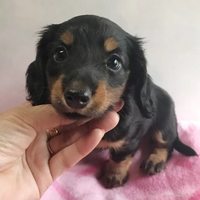 サクラのパパ 様のお迎えした子犬