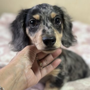 ミニチュアダックスフンド(ロング)【宮崎県・男の子・2024年6月16日・シルバーダップル】の写真「華やかなダップルで、めちゃめちゃ可愛い男の子です」