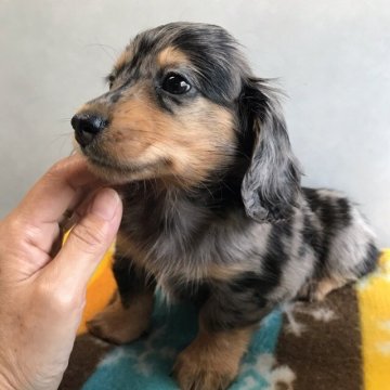 ミニチュアダックスフンド(ロング)【宮崎県・男の子・2019年4月20日・シルバーダップル】の写真「小柄な感じのとっても可愛い男の子です」