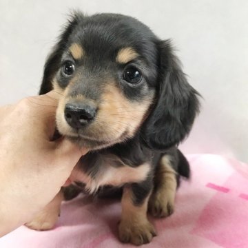 ミニチュアダックスフンド(ロング)【宮崎県・男の子・2018年1月22日・ブラック・タン】の写真「可愛い男の子です」