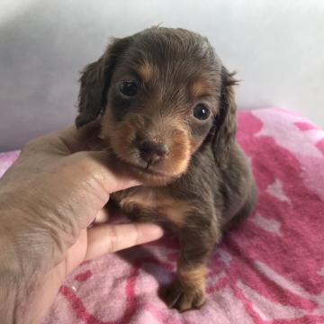 ミニチュアダックスフンド(ロング)【宮崎県・女の子・2022年7月5日・チョコレートタン】の写真「可愛い女の子です」