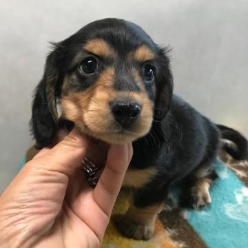 ミニチュアダックスフンド(ロング)【宮崎県・男の子・2022年10月30日・ブラックタン】の写真「ムチムチの可愛い男の子です」