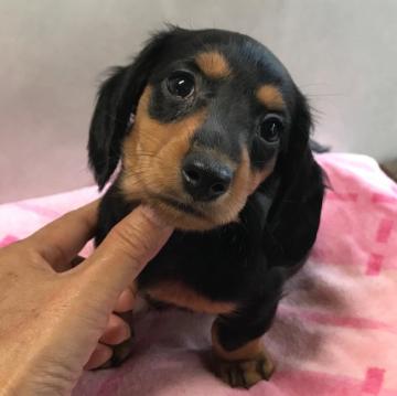 ミニチュアダックスフンド(ロング)【宮崎県・男の子・2022年9月21日・ブラックタン】の写真「可愛い男の子です」
