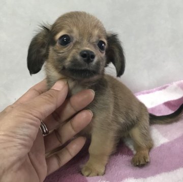 チワックス【宮崎県・男の子・2023年2月10日・レッド】の写真「可愛い男の子です」