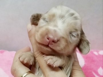 ミニチュアダックスフンド(ロング)【宮崎県・女の子・2015年2月23日・チョコレートダップル】の写真「」