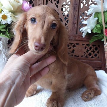 ミニチュアダックスフンド(ロング)【宮崎県・女の子・2013年5月15日・ゴールド】の写真「」