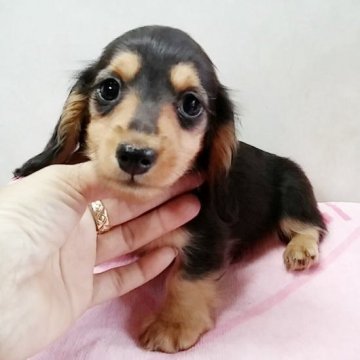 ミニチュアダックスフンド(ロング)【宮崎県・女の子・2015年12月3日・ブラック・タン】の写真「」