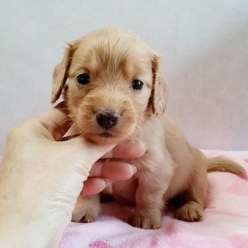 ミニチュアダックスフンド(ロング)【宮崎県・女の子・2015年3月27日・ゴールド】の写真「」